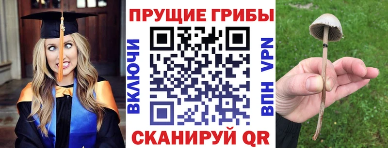 Псилоцибиновые грибы Psilocybine cubensis  Тейково 